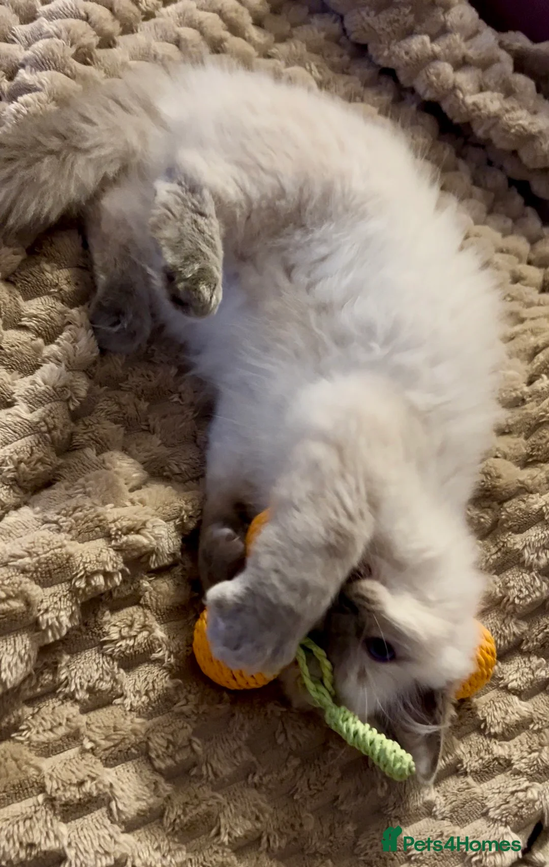 Ragdoll cats for sale: Ragdoll Kittens TICA 2 Boys Seal Blue  - Advert 4