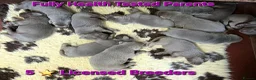 Labrador Retriever dogs for sale: Beautiful KC Silver Labradors  - Advert 2
