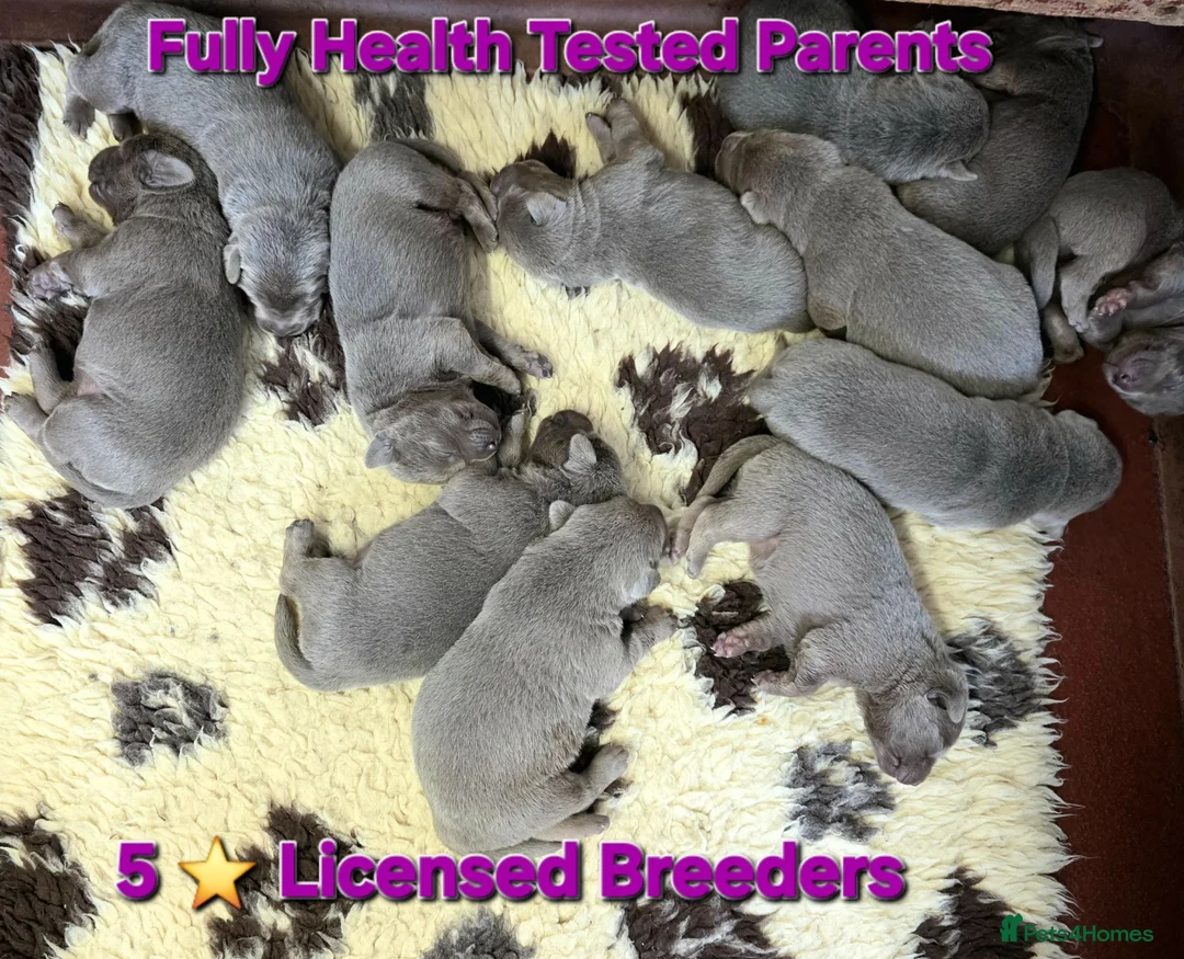 Labrador Retriever dogs for sale: Beautiful KC Silver Labradors  - Advert 2