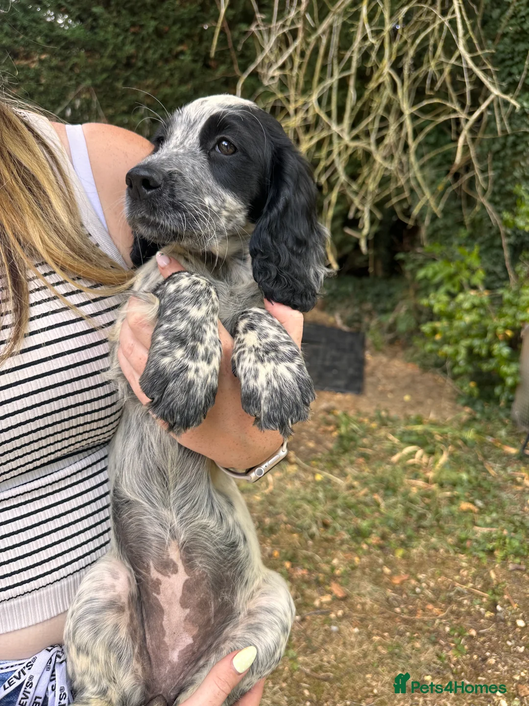 Sprocker dogs for sale: Sprocker Spaniel Puppies for Sale  - Advert 18