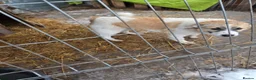 Mixed Breed dogs for adoption: LiA – Gentle, Observant & Full of Heart 💛🐾 - Advert 14