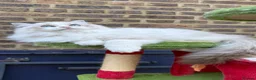 Ragdoll cats for sale: TICA registered Beautiful EU Ragdoll!  - Advert 5