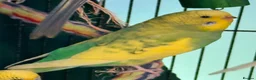 Budgerigars birds for sale: • Bonded pair — male & female young runcorn   ✅ - Advert 4