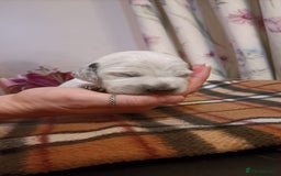 Mixed Breed dogs for sale: Cocker spaniel and terrier hybrid puppies  - Image 2