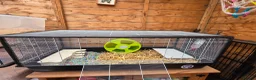 Gerbil rodents for sale: 2× Gerbils and cage - Advert 1