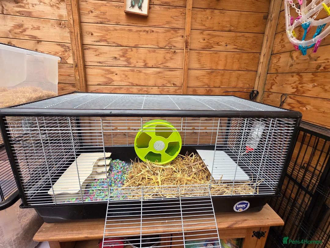 Gerbil rodents for sale: 2× Gerbils and cage - Advert 1