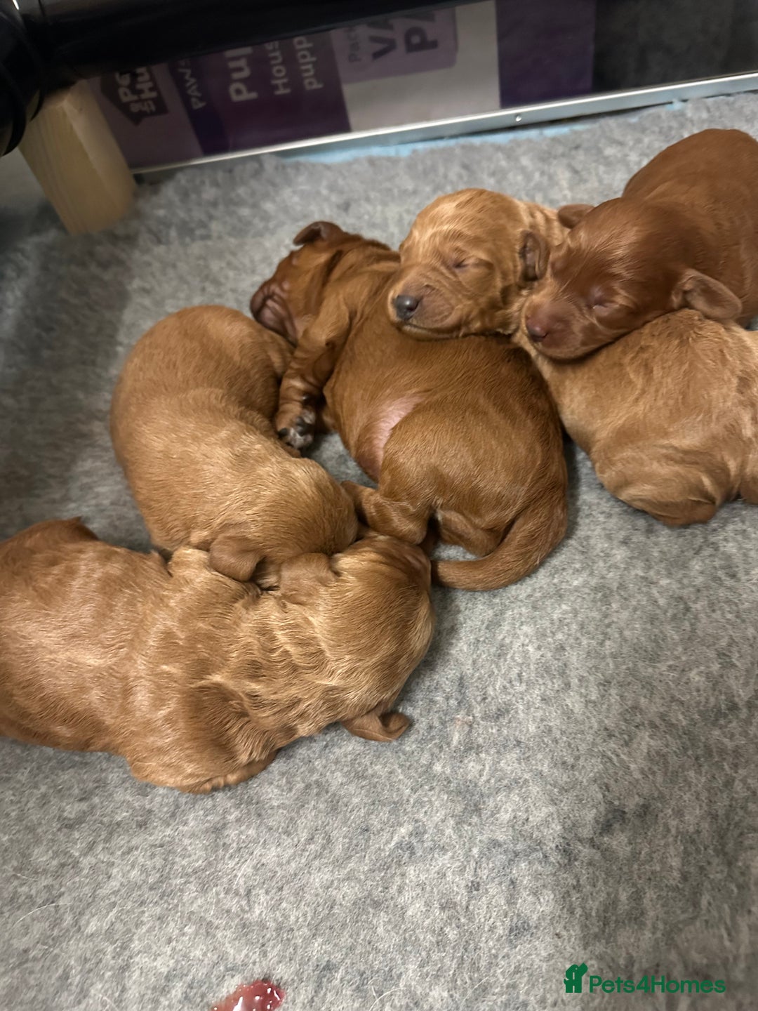 Labradoodle dogs for sale: Miniature F1 Labradoodles  - Advert 21