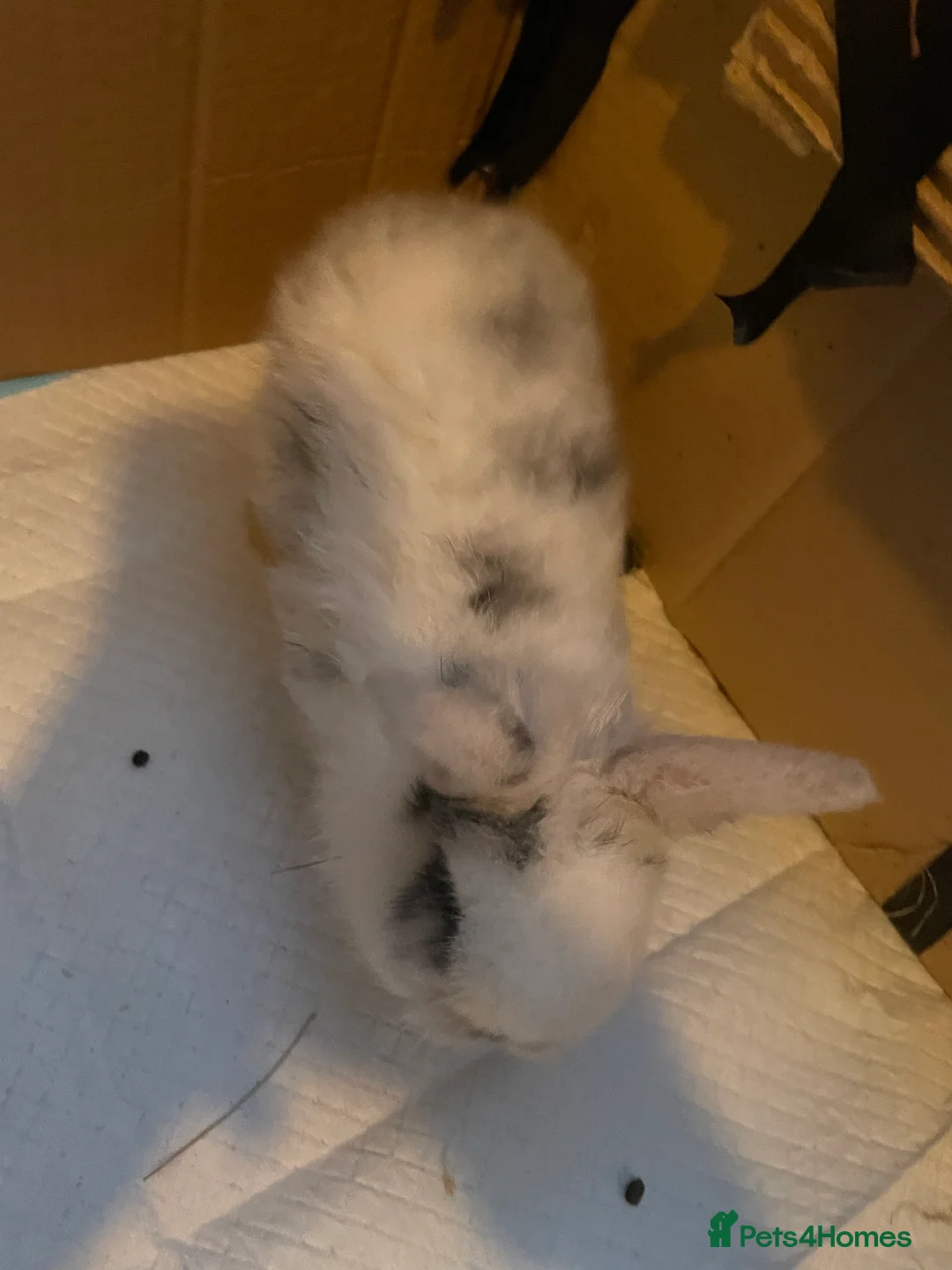 Mini Lion Lop rabbits for sale: 4 baby bunnies - Advert 5