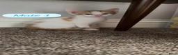 Mixed Breed cats for sale: Cute colourful kittens - Advert 5