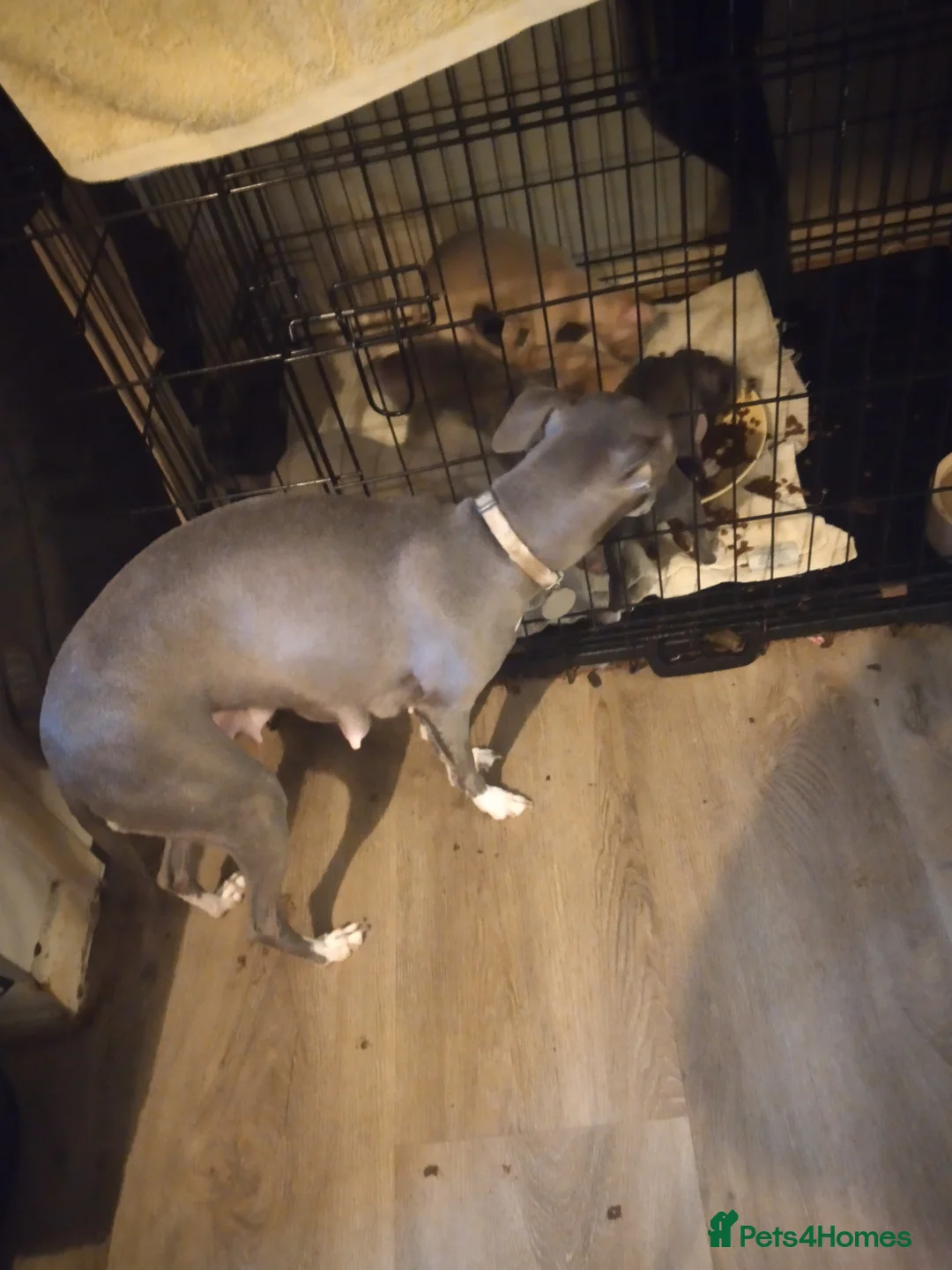 Italian Greyhound dogs for sale: Beautiful KC registered Italian greyhound puppies - Advert 2