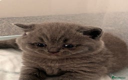 British Shorthair cats for sale: Beautiful Grey British Shorthair Kittens - Image 6