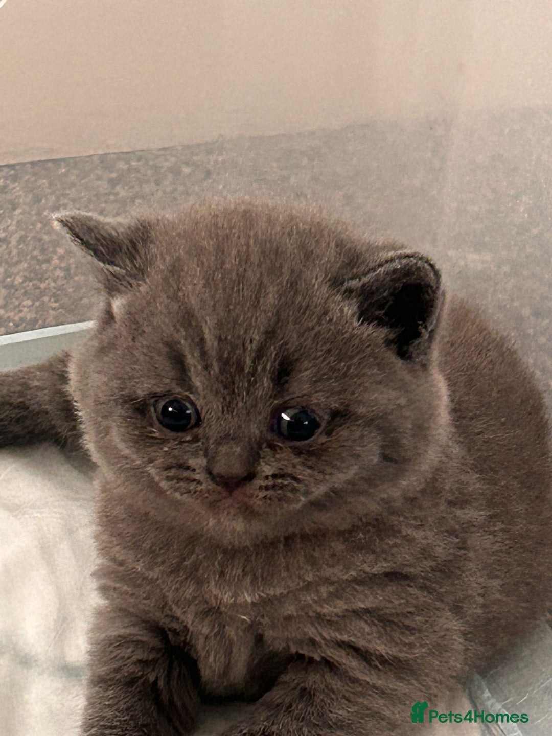 British Shorthair cats for sale: Beautiful Grey British Shorthair Kittens - Image 6
