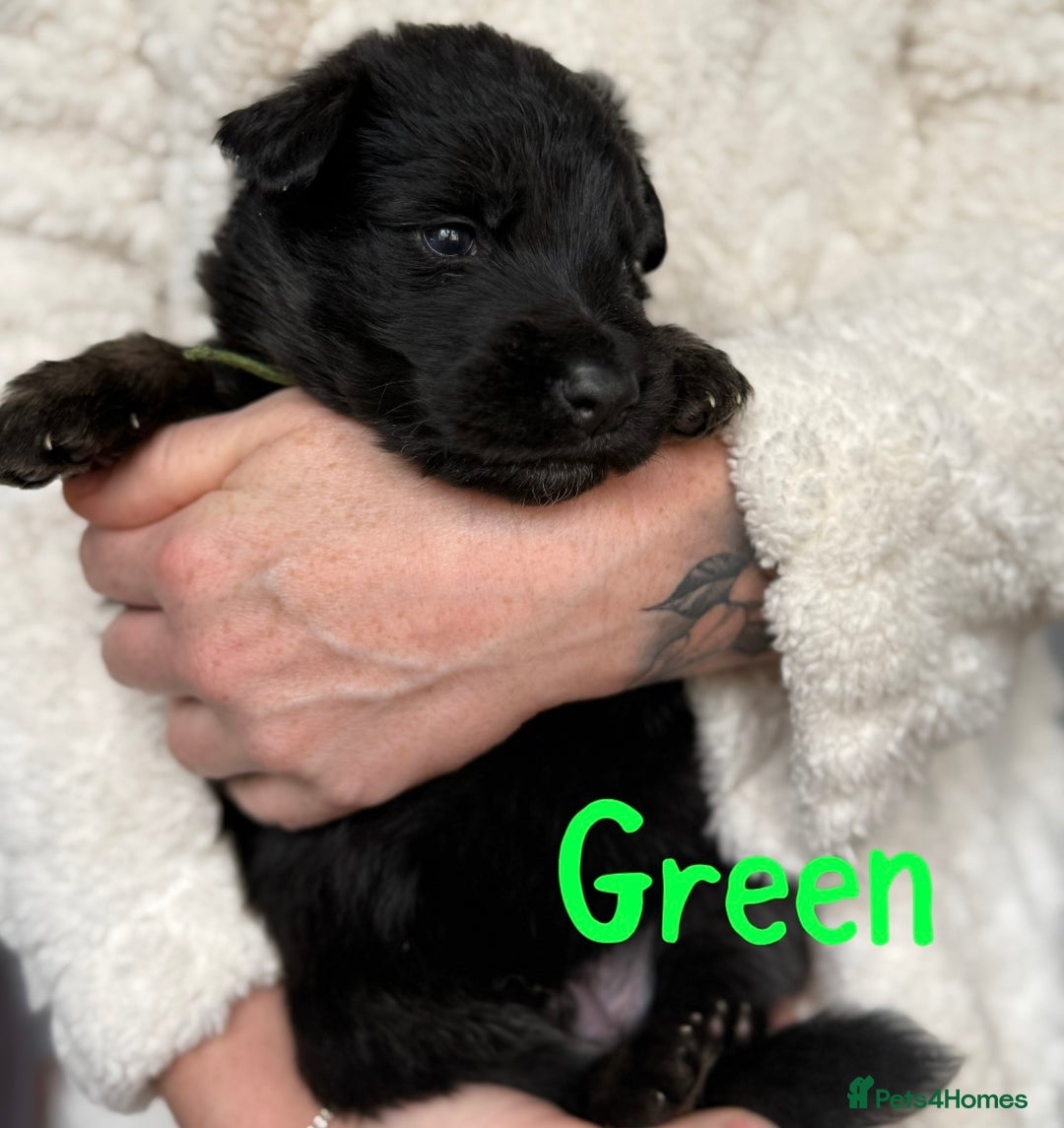 German Shepherd dogs for sale: Beautiful German Shepherd puppies  - Advert 9