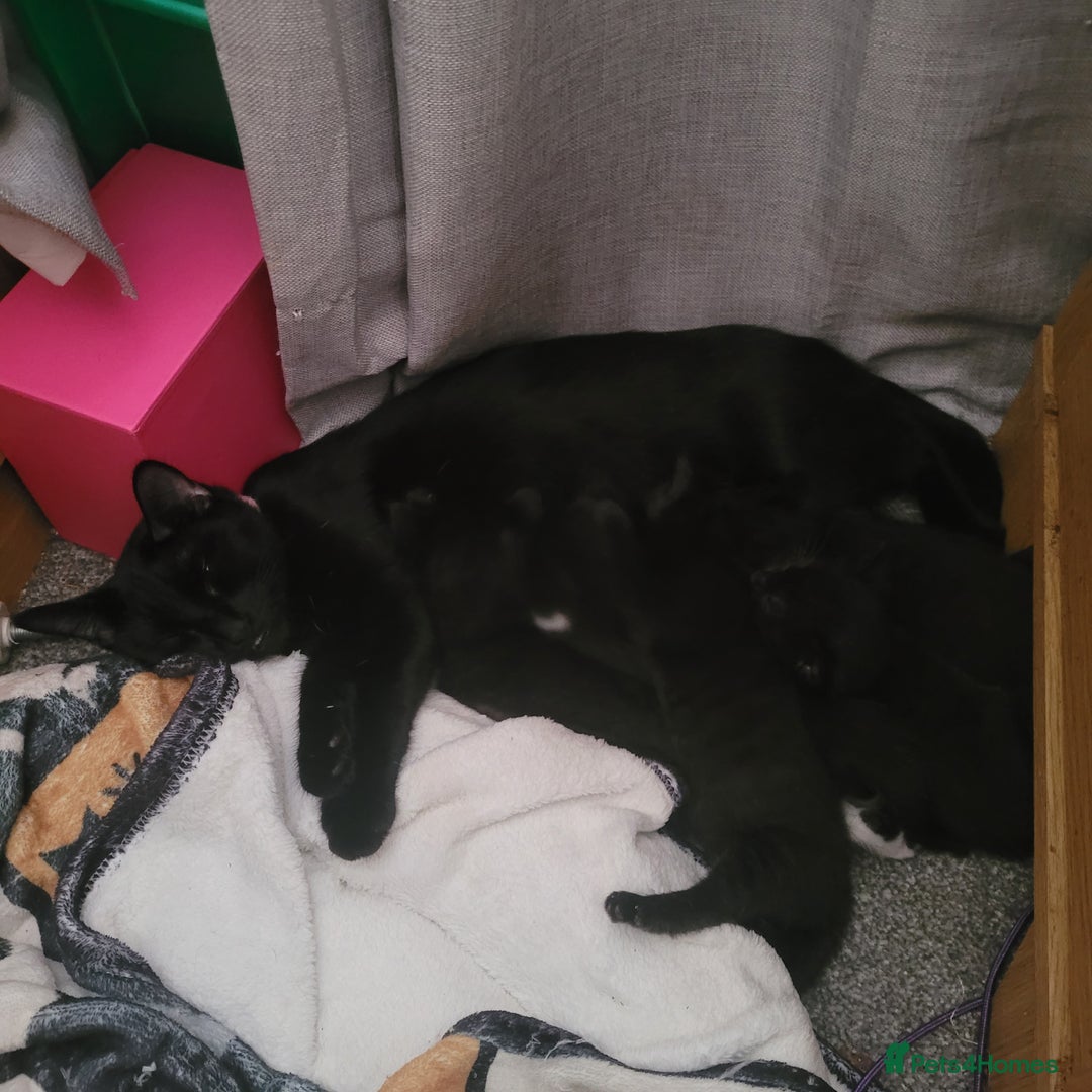 British Shorthair cats for sale: Beautiful kittens for sale - Image 1
