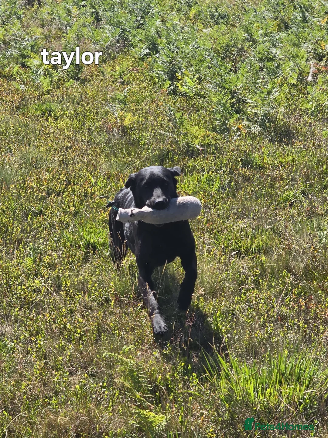 Labrador Retriever dogs for sale: Stunning KC Black and Red Labrador Puppies  - Advert 8