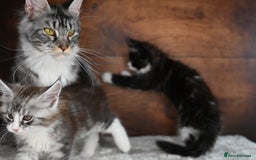 Maine Coon cats for sale: ✨Meet Cherry & Plum✨- TICA Reg - High Smoke-white - Image 23