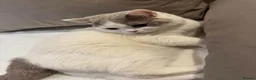 British Shorthair cats for sale: British Shorthair  - Advert 2