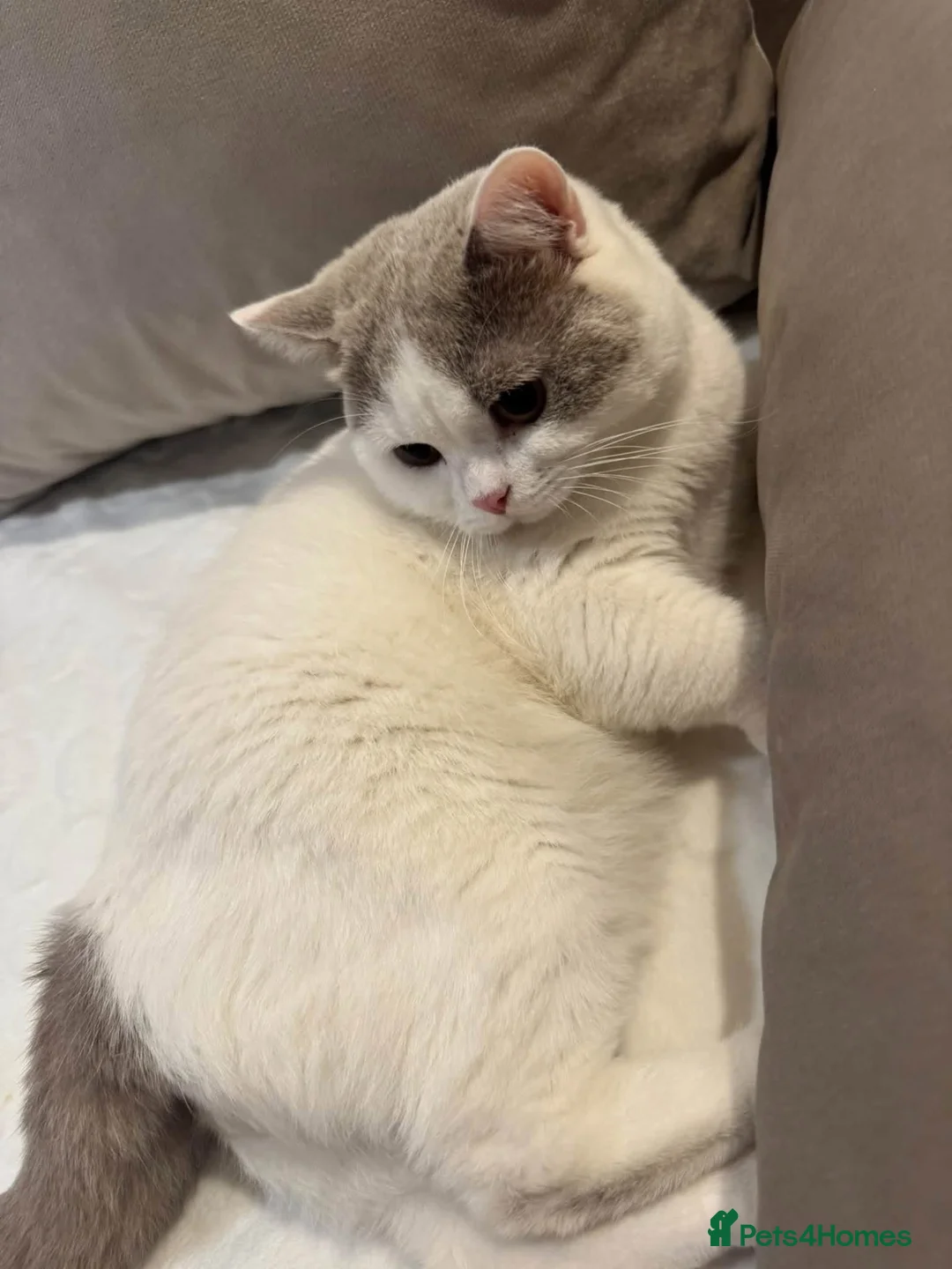 British Shorthair cats for sale: British Shorthair  - Advert 2