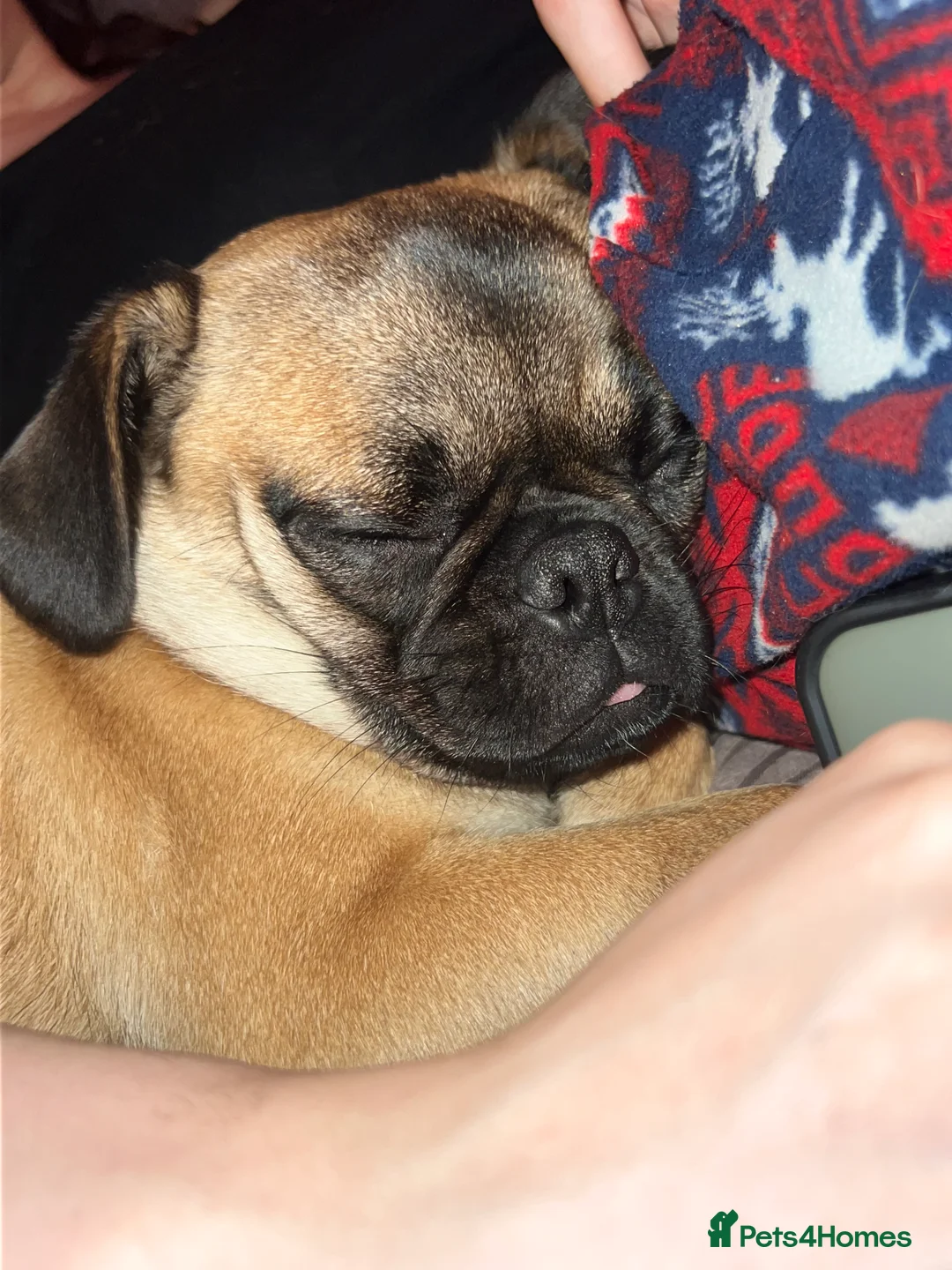 Pug dogs for sale: Loving Home Needed for 2-Year-Old Female Pug in Aldershot - Advert 6
