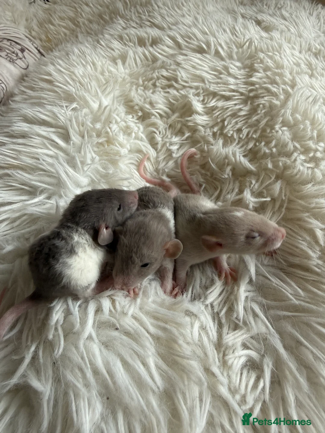Rat rodents for sale: Baby rats looking for loving homes  - Advert 3