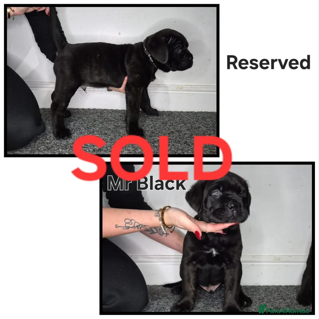Cane Corso dogs for sale: ***REDUCED*** Cane Corso pups - Advert 14