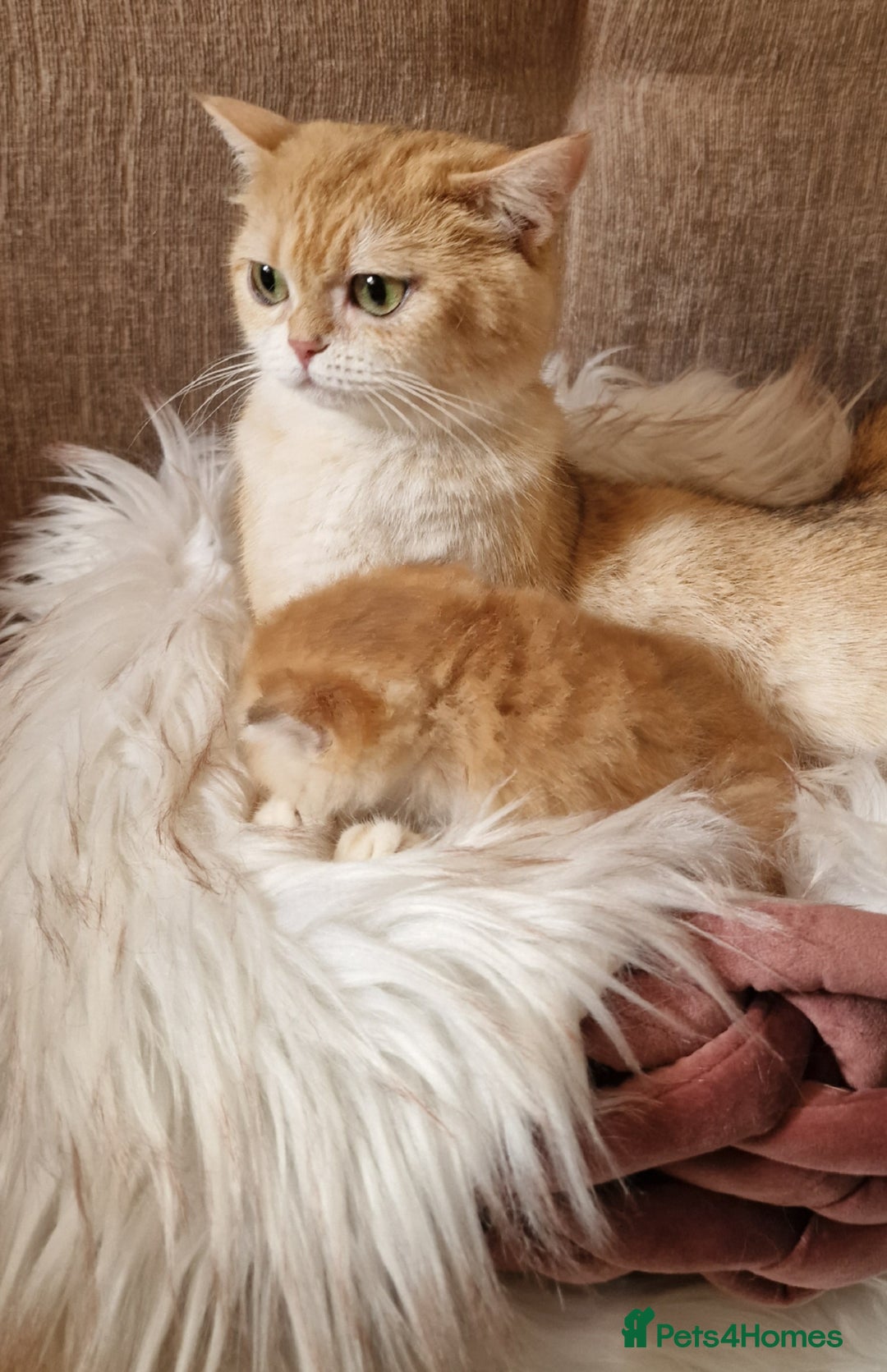 British Shorthair cats for sale: NY12 GOLDEN BSH BOY READY TO GO! - Image 12
