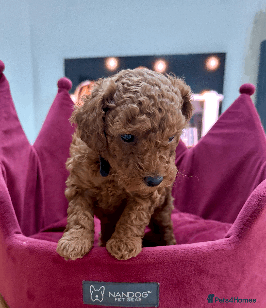 Toy Poodle dogs for sale: PURE TOY POODLES - Advert 2