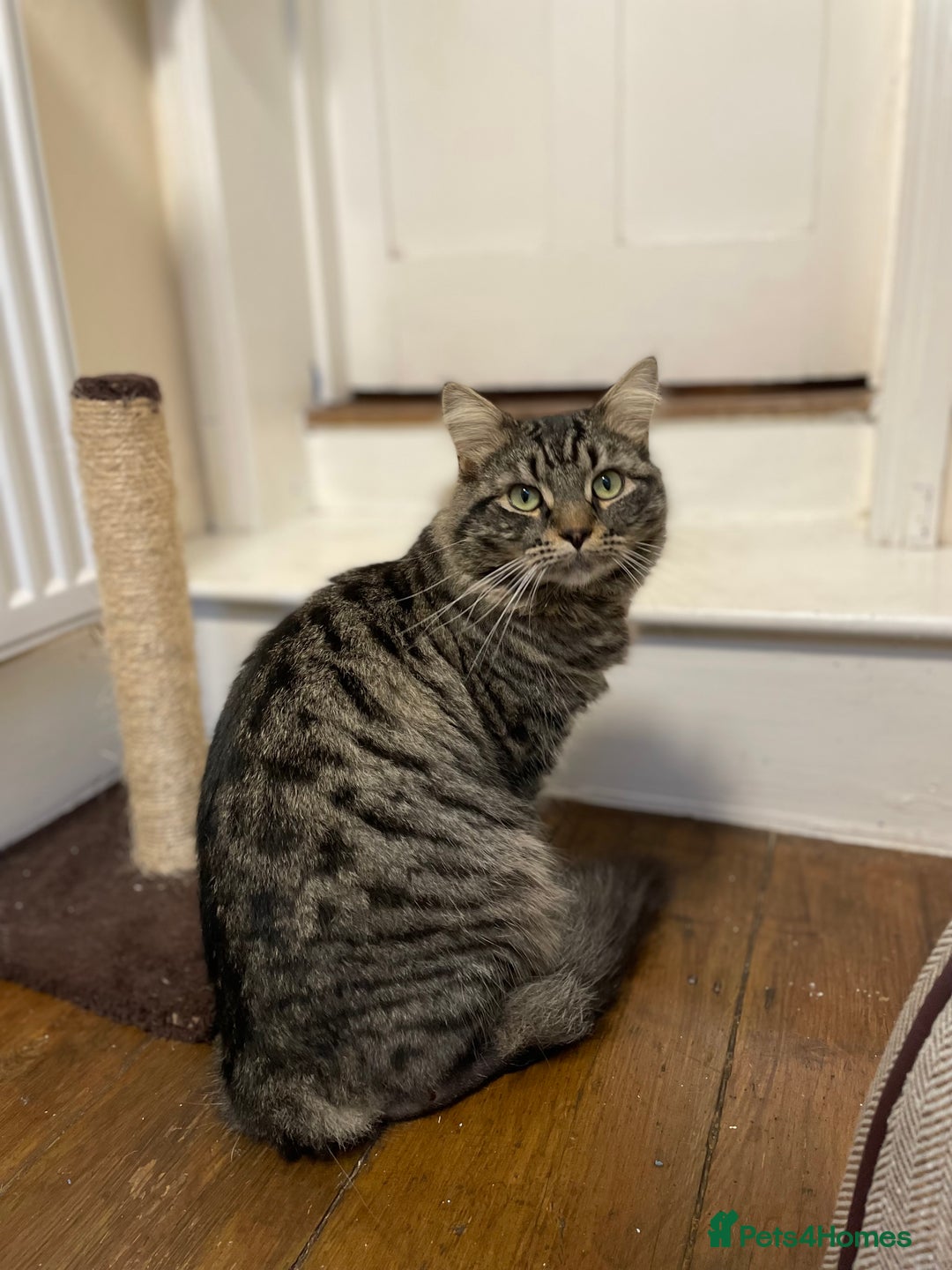 Domestic Shorthair cats for adoption: Fitz, 18 month old male neutered  - Advert 6