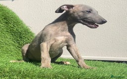 Whippet dogs for sale: Kc whippet pups  - Image 19