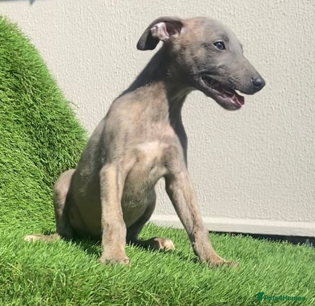 Whippet dogs for sale: Kc whippet pups  - Image 19