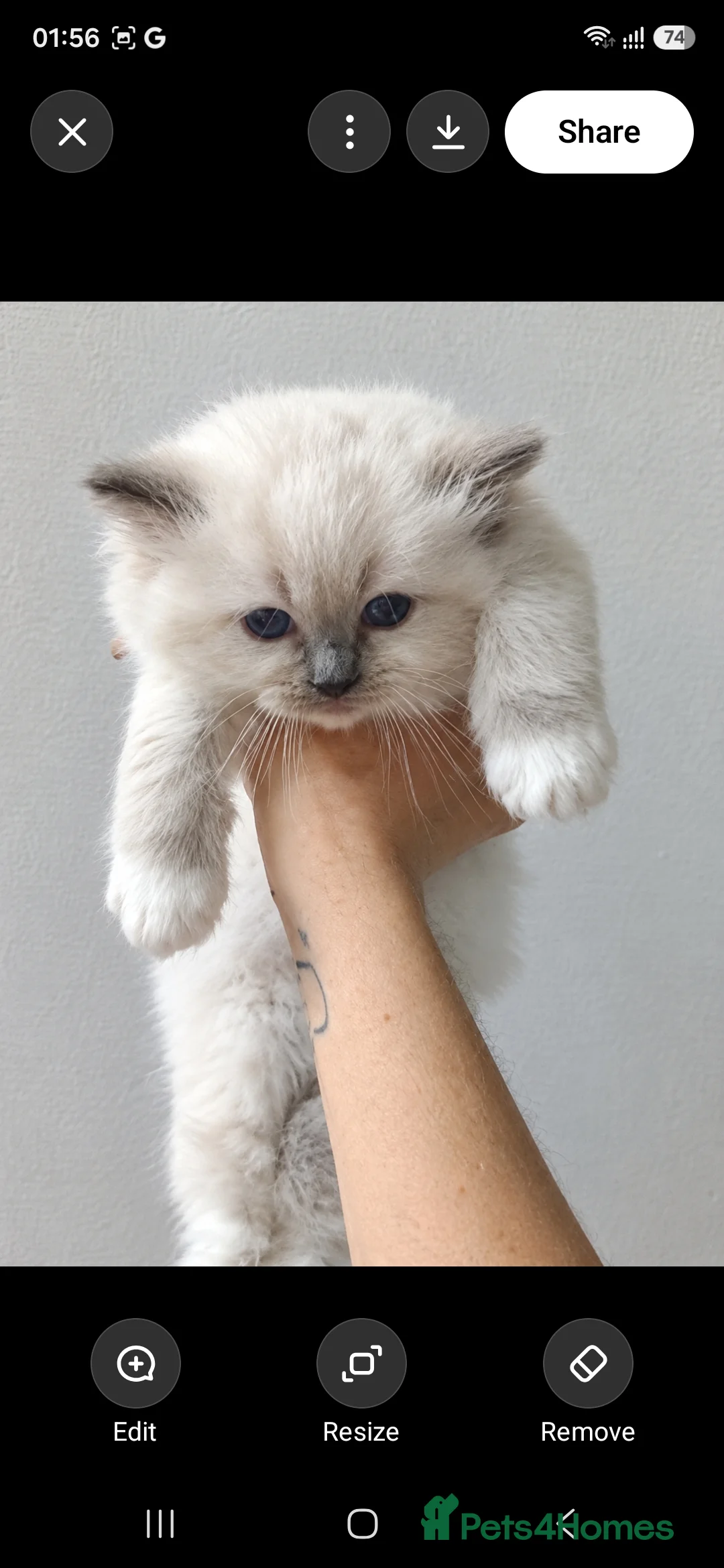 Ragdoll cats for sale: Registered ragdoll tica - Advert 2