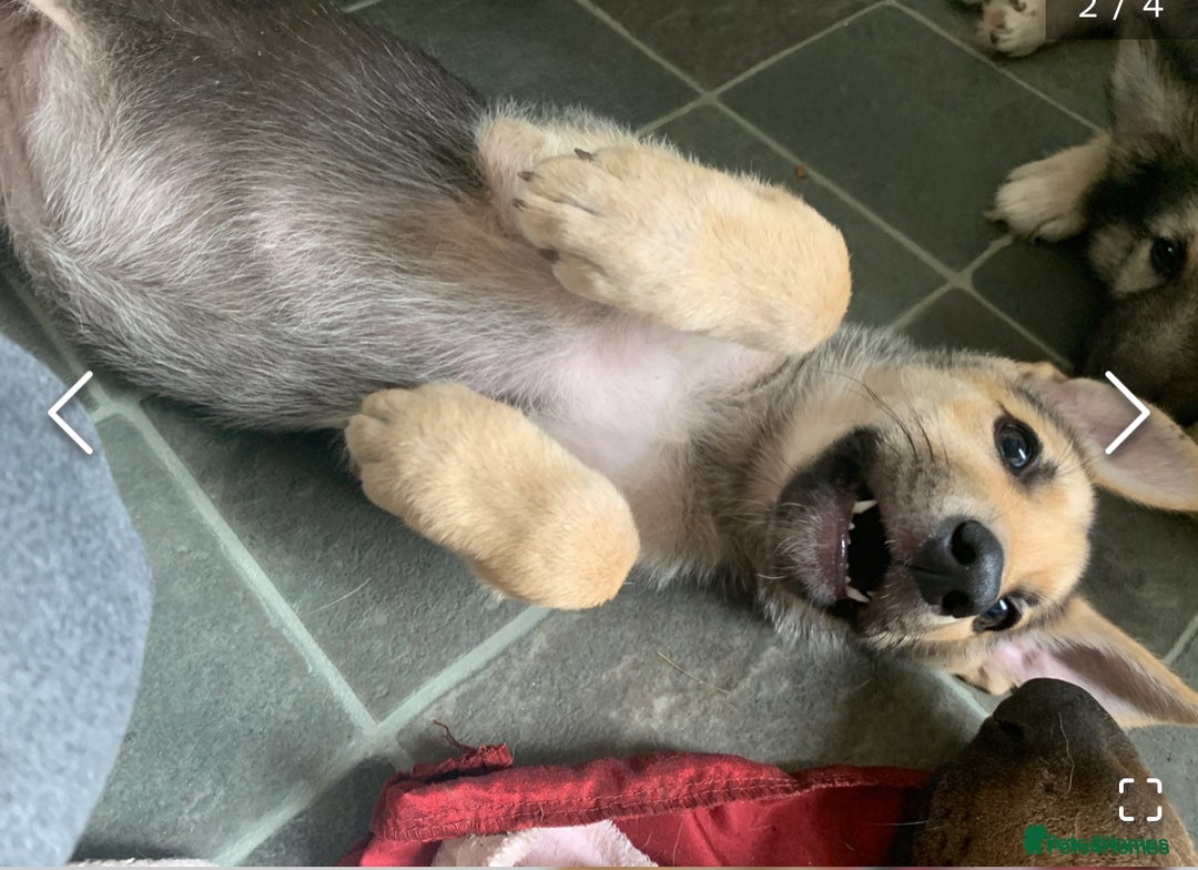 Shepsky dogs for sale: 2 beautiful Shepski puppies for sale  - Image 15