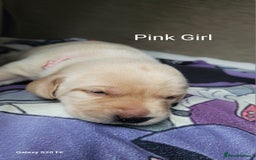 Labrador Retriever dogs for sale: 6 beautiful Labrador (all reserved)  - Advert 33