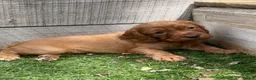 Cocker Spaniel dogs for sale: Beautiful working cocker spaniel puppies - Advert 33