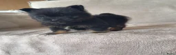 Mixed Breed dogs for sale: Yorkie pom puppies  - Advert 7