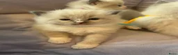 Ragdoll cats for sale: 4 beautiful ragdoll kittens  - Advert 19