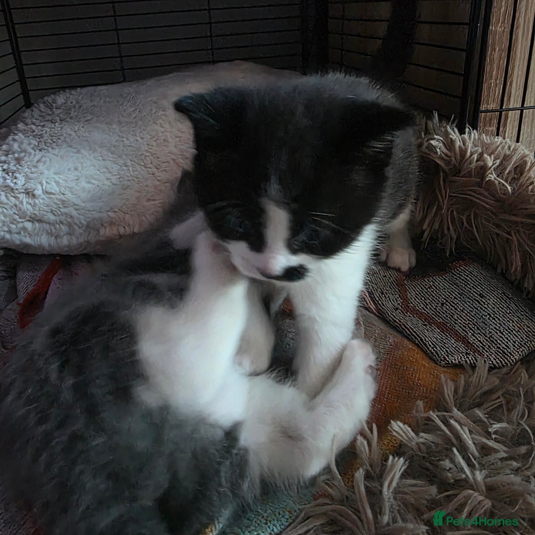 Russian Blue cats for sale: Mixed Russian blue kittens - Advert 2