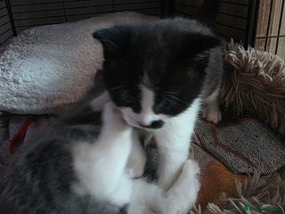 Russian Blue cats Mixed Russian blue kittens - Advert 2