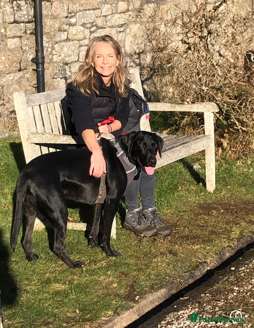 Mixed Breed dogs for sale: Jasper - Advert 3