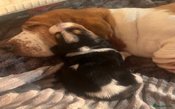 Basset Hound dogs for sale: Stunning basset hound pups - Image 2