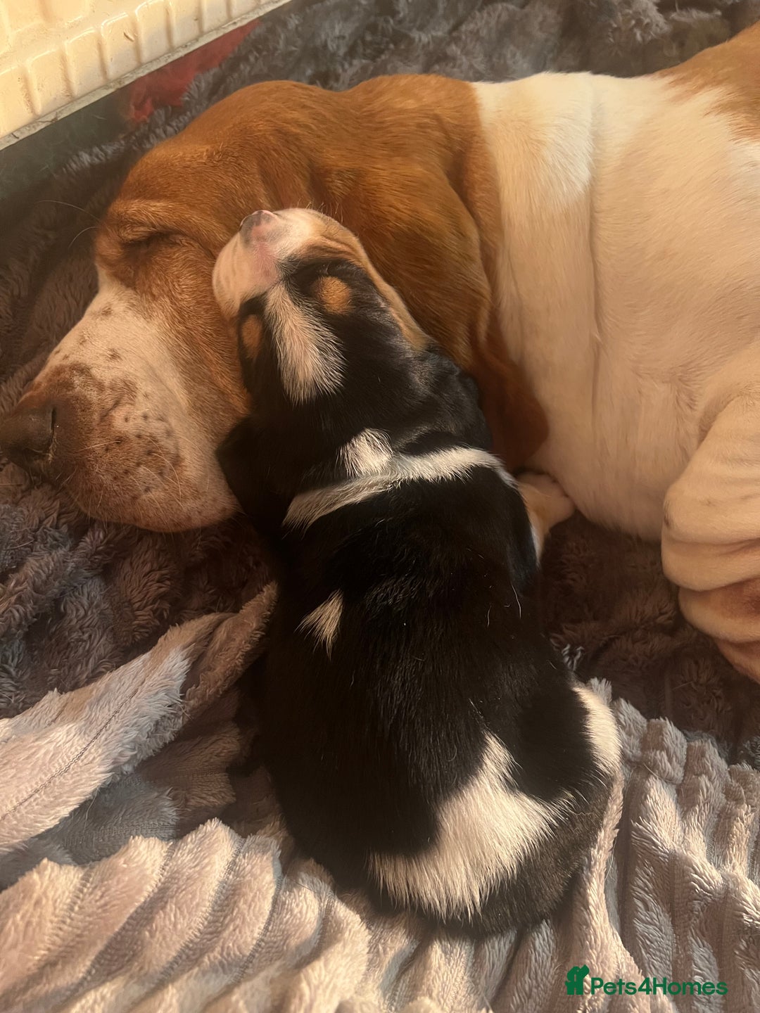 Basset Hound dogs for sale: Stunning basset hound pups - Image 2