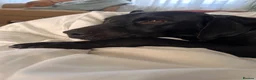 Labrador Retriever dogs for sale: 7 Labrador puppies available. 2 boys, 5 girls.  - Advert 9