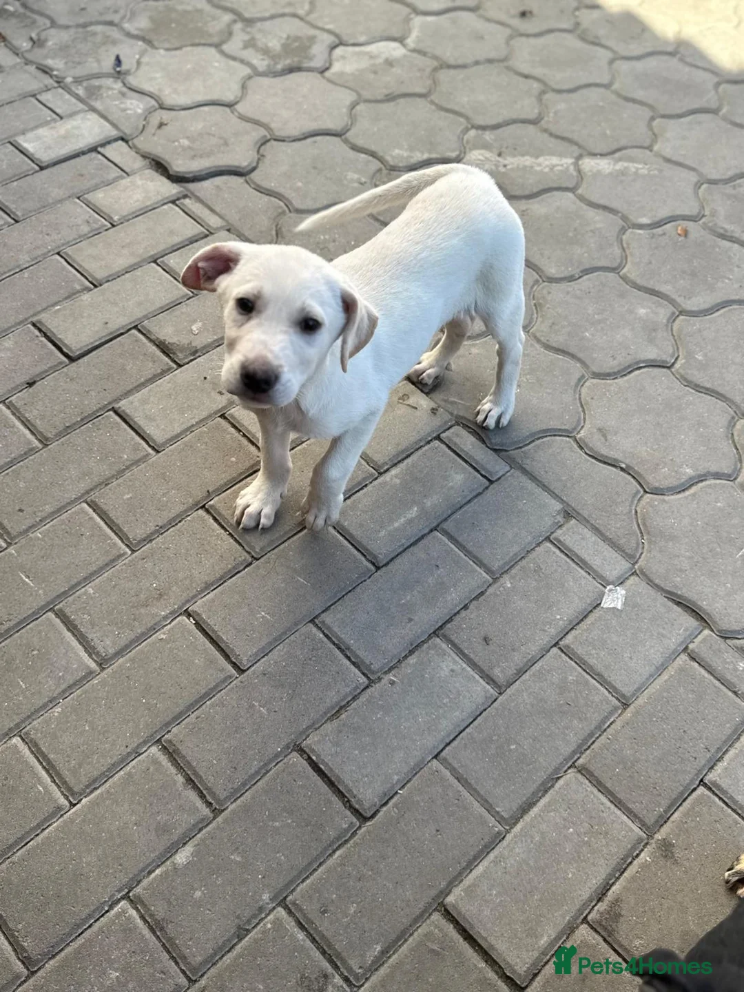 Mixed Breed dogs for adoption: 🐾 JACK – Gentle Soul with the Sweetest Eyes - Advert 16