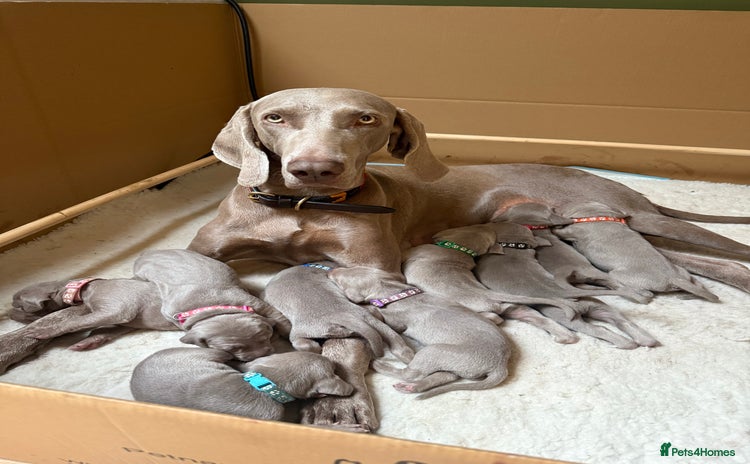 Weimaraner dogs - Advert 1