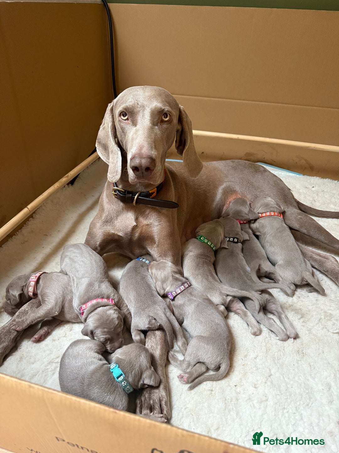 Weimaraner dogs for sale: KC Registered Weimaraner Puppies  - Advert 1