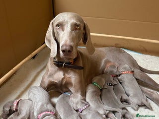 Weimaraner dogs KC Registered Weimaraner Puppies - Advert 6