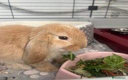 Dwarf Lop rabbits for sale: Female Dwarf Lop - Image 2