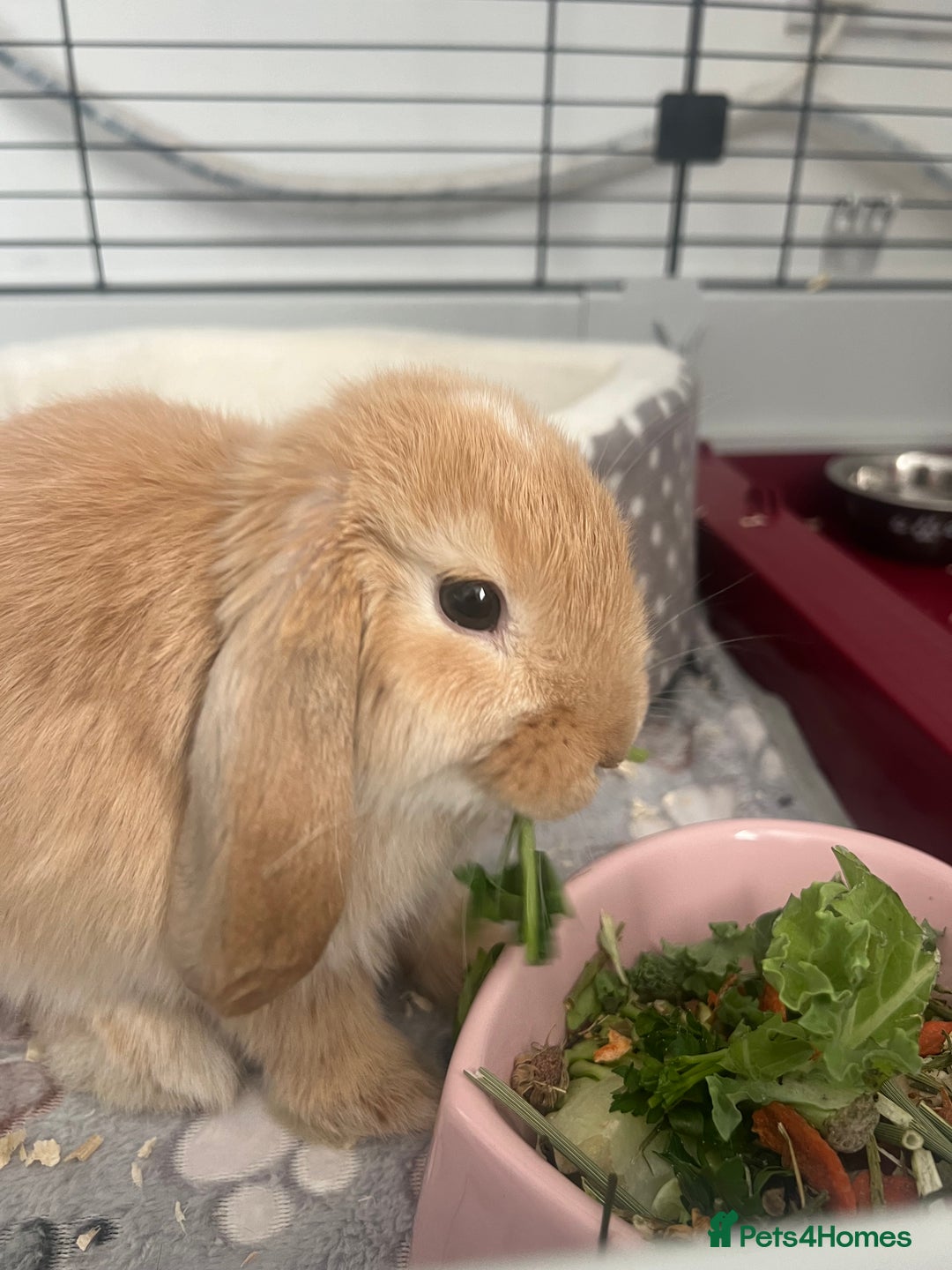 Dwarf Lop rabbits for sale: Female Dwarf Lop - Image 2