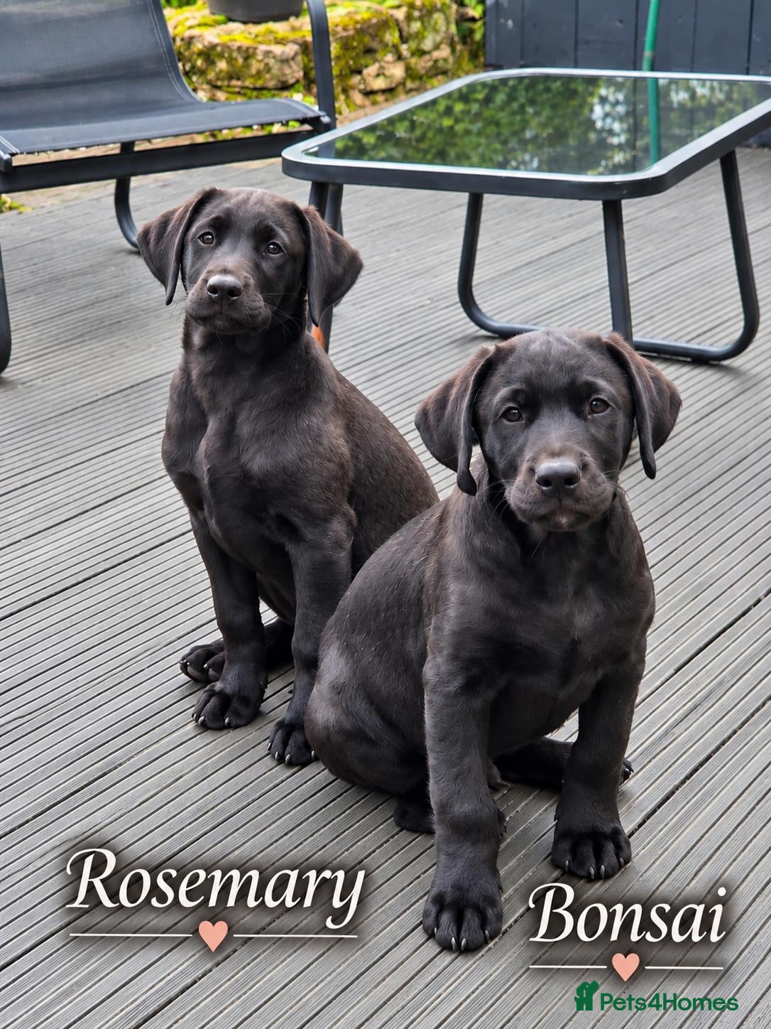Labrador Retriever dogs Last 2 KC Registered Black Labradors – Ready Now - Advert 1