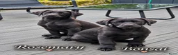 Labrador Retriever dogs for sale: Last 2 KC Registered Black Labradors – Ready Now - Advert 3